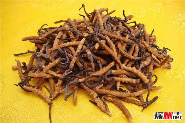 冬蟲(chóng)夏草圖片