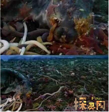 南極巨蟲(chóng)