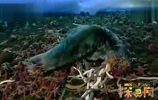 南極巨蟲(chóng)